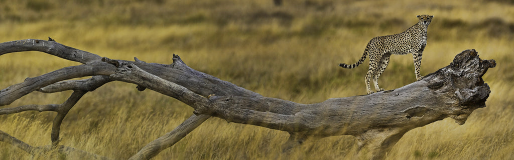Parque nacional Serengeti con guepardo subido a un tronco de un árbol