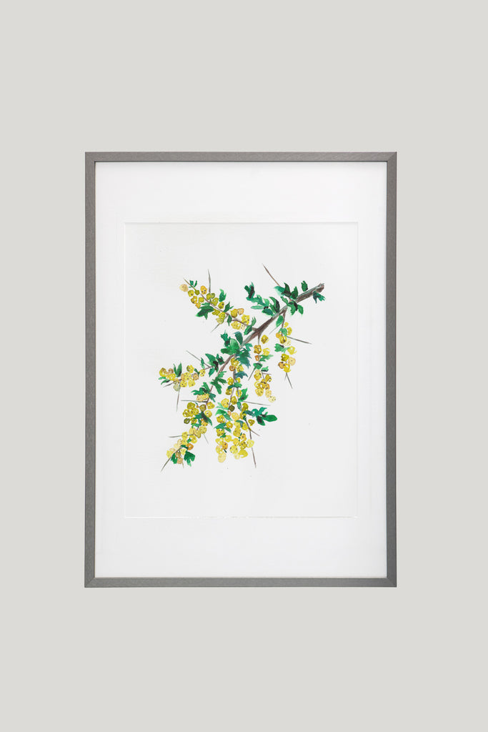 Acuarela de rama de acacia con hojas verdes y amarillas enmarcado en cuadro gris